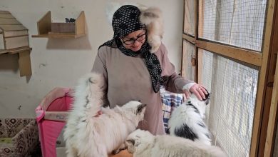 صورة لبنانية تعتني بـ70 قطة في منزلها ومتجرها