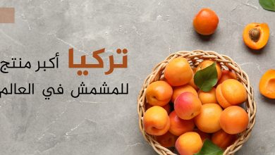 صورة أكبر 10 دول منتجة ومصدرة للمشمش في العالم.. بينها دول عربية